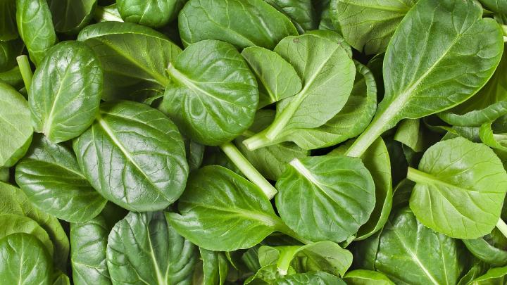 growing spinach leaves