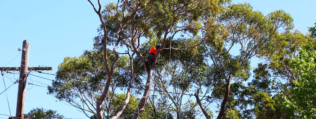 Tree Removal Brisbane QLD